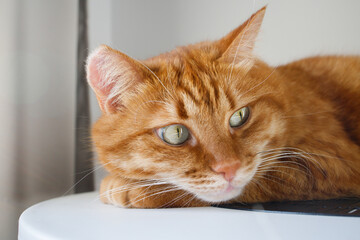 Cute ginger cat close up portrait