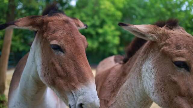 Portrait of a donkey on a walk.