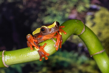 Clown frog on Bamboo