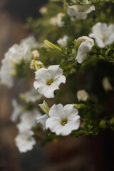 
Detail of white flowers with a vintage filter.