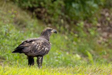 Juvenile Bald Eagle