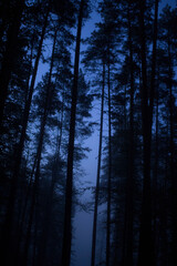 night forest