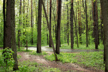 asphalt path in the forest