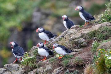 Atlantic Puffin on ocean cliff in Iceland