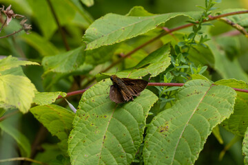 Tiny skipper butterflies on flowers