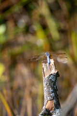Beautiful dragonflies perched on plants