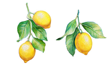 Lemon , lemon branch, set of lemons on a transparent background , citron, watercolor illustration, lime , fruit, lemons and leaves, citrus, watercolor  pencils 
