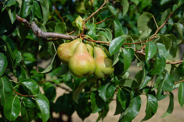 Garden fresh pears on a branch