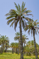 Fototapeta premium palm trees on the background, dates fruit plant grassland