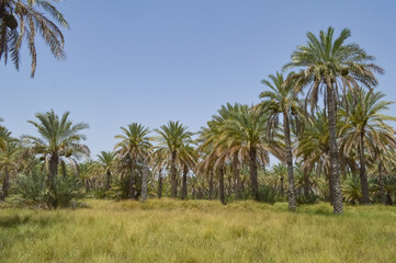 Agriculture research farm palm trees of blue sky. Grassland countryside dates fruit