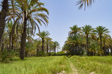 Obraz premium palm trees in the Baluchistan research park, dates fruit farming landscape