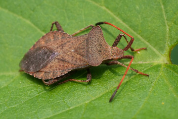 Closeup on an adlut European brown dock shield bug, Coreus marginatus