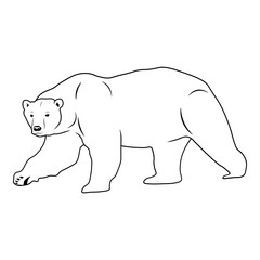 Polar Bear