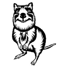 Obraz premium Quokka