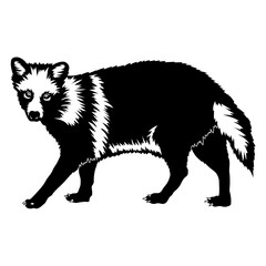 Racoon Dog
