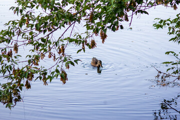 wild duck in the river