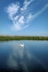 Swan in a blue lake with beautiful clouds