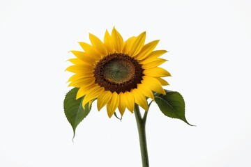 Obraz premium there is a sunflower that is in a vase with a white background 