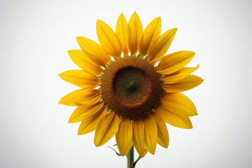 Obraz premium there is a sunflower that is in a vase on a table 