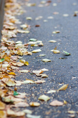 autumn yellow dry leaves on the asphalt