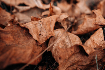 Close up details of autumn orange brown dry fallen leaves in the park, photo for seasonal poster or calendar