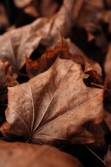 Close up details of autumn orange brown dry fallen leaves in the park, photo for seasonal poster or calendar
