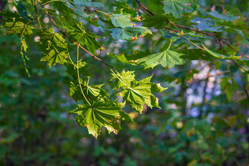 maple leaves