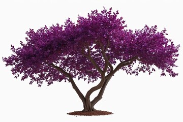 Obraz premium a close up of a purple tree with leaves on a white background 