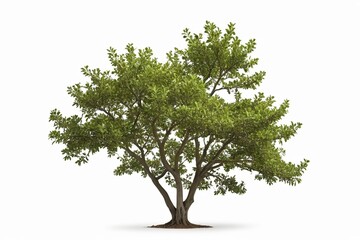 Obraz premium arafed tree with green leaves on a white background 