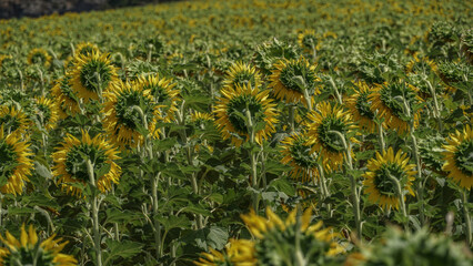 Campos de Girasoles en Castilla y Leon  © Tonikko