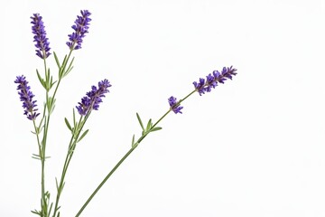 Naklejka premium lavender flowers in a vase on a white background 