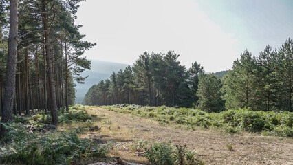Fototapeta premium Corta fuegos de los bosques de pinos de Castilla Y Leon para prevención de la propagación de los incendios