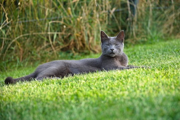 entspannt liegende Katze schließt die Augen vertrauensvoll