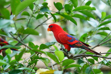 Sumba Eclectus Red Parrots Males are predominantly green; females are red or purplish red.