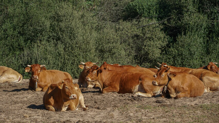 Vacas Pardas tumbadas a medio día por el calor ,  normalmente las cruzan con toro charolés (el...