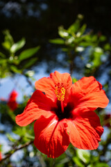 red hibiscus flower on blue background