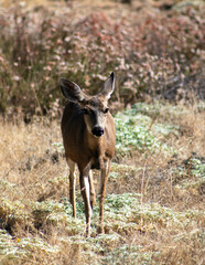 A Mule Deer Fawn in a California Grassland