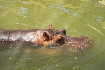 Fototapeta premium Hippopotamus (Hippopotamus amphibius) swimming. Hippopotamus sticking its head out of the water's surface.