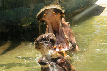 Two hippopotamus (Hippopotamus amphibius) with their mouths open. Hippo fight.