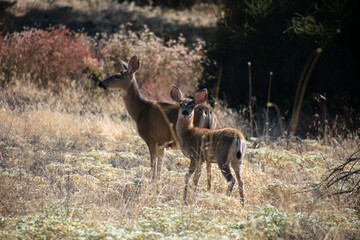 A Mule Deer Doe and Fawn in a California Grassland