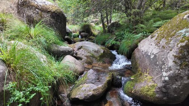 Agua corriendo en cascada entre las piedras en la corriente de un rio o arroyo en un paisaje de monta&ntilde;a y campo en un remanso de agua con arboles frondosos y verdes