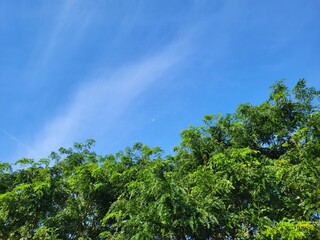 Blue Sky Trees