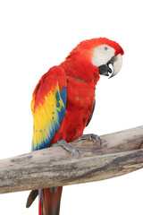 red and yellow macaw isolated clipping path