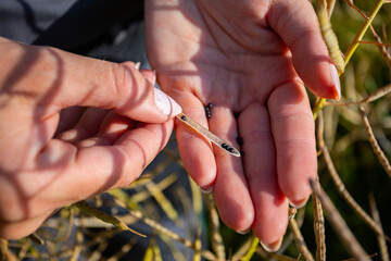 The calloused hands of the female farmer holding rapeseed grains in the field on a sunny day