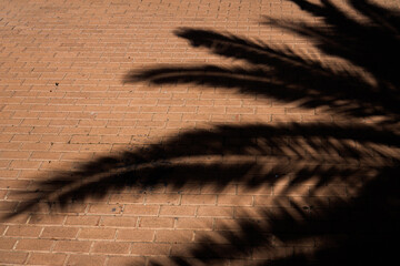 feather on black background
