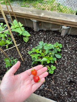planting tomato