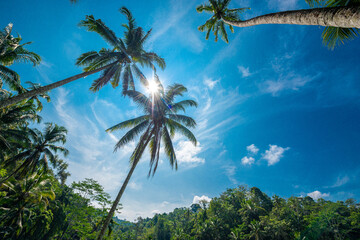 Fototapeta premium tegalalang reisterrassen in bali