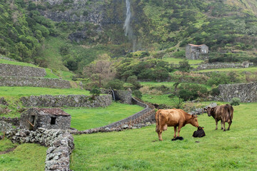 cows on beautiful landscape