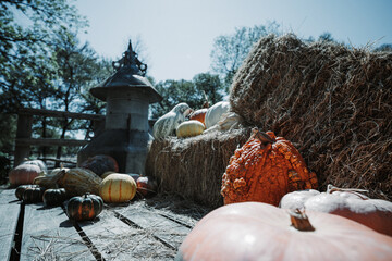 Autumn's Bounty: A Day at the Pumpkin Patch