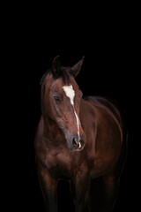 Warmblut Stute